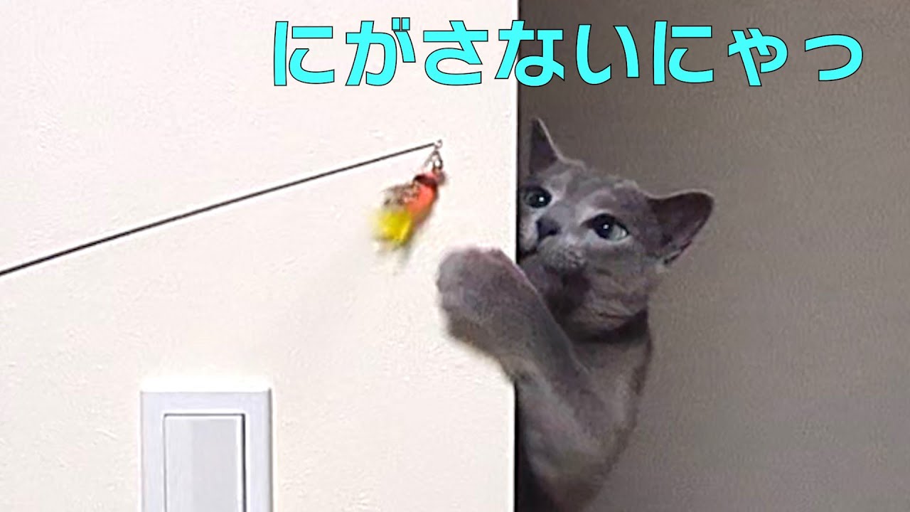 【じゃ～ぷ】【ロシアンブルー×トンキニーズ】今夜はおもちゃで運動しましょう（#124）