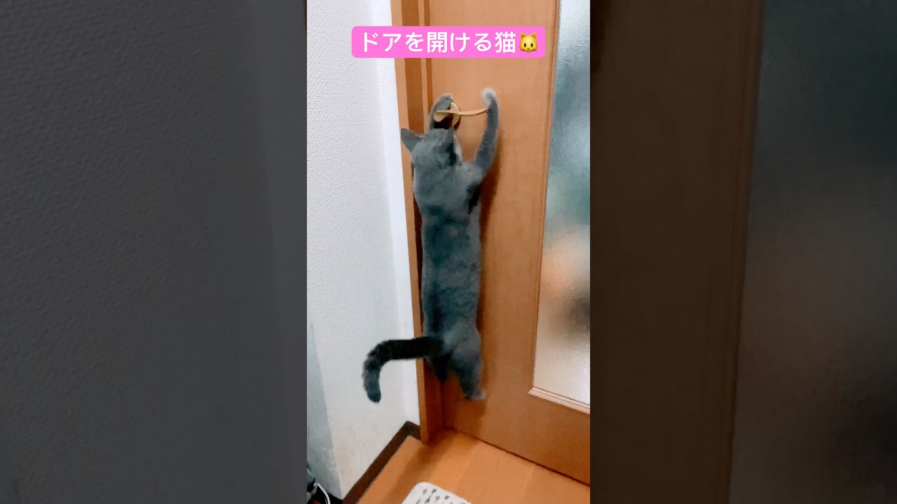 ドアノブへジャンプしてドアを開ける猫🐱❣️ #shorts