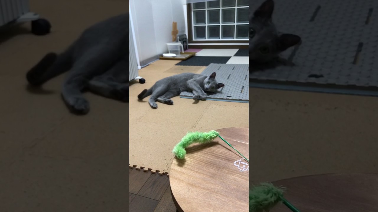 ロシアンブルーのロッチ君。投げて！投げて！催促の嵐