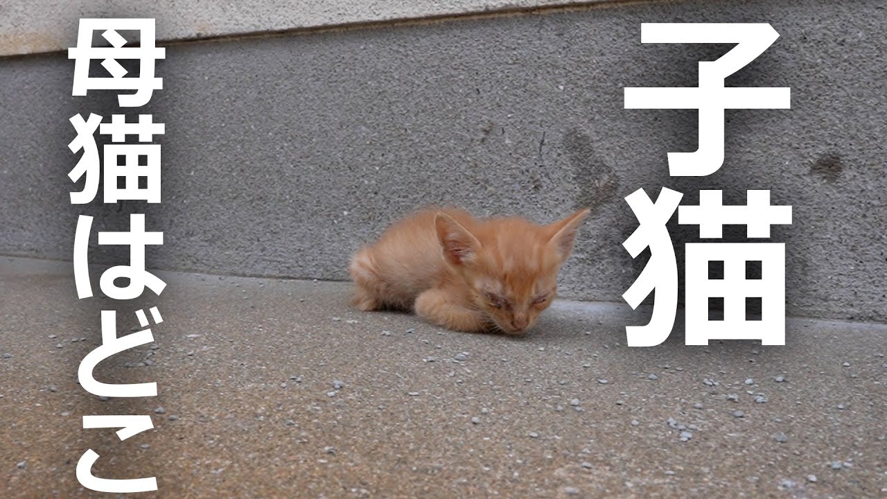 母猫はどこ⁉子猫が独りで探し回った結果…