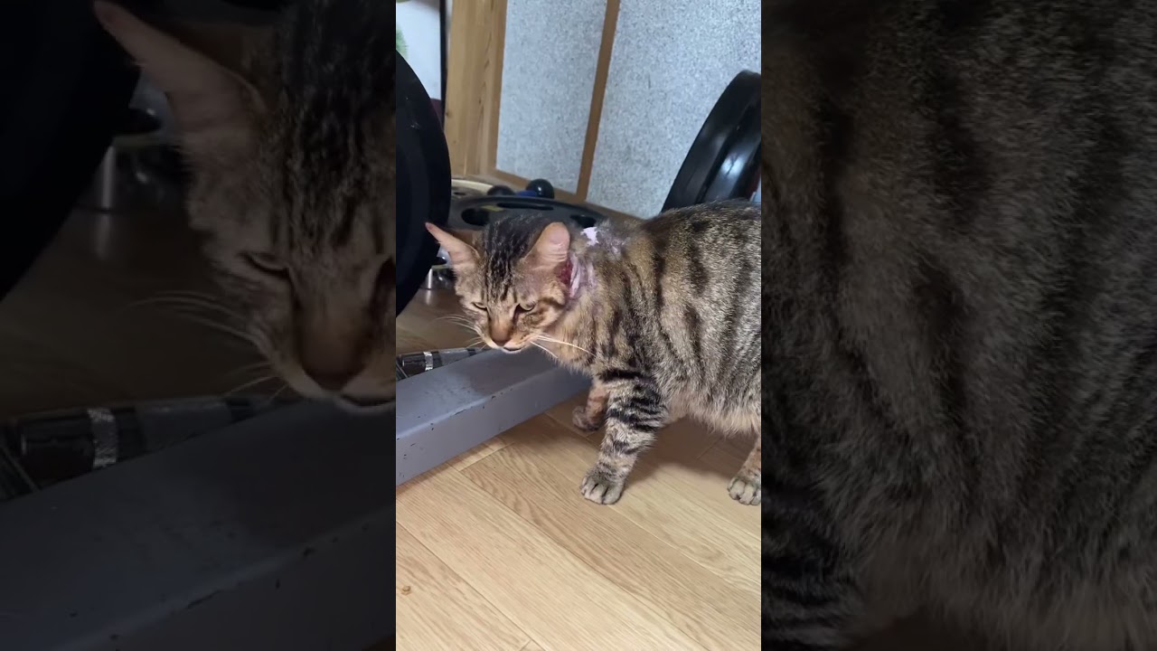 猫エイズが発症して虹の橋を渡った花子 #shorts