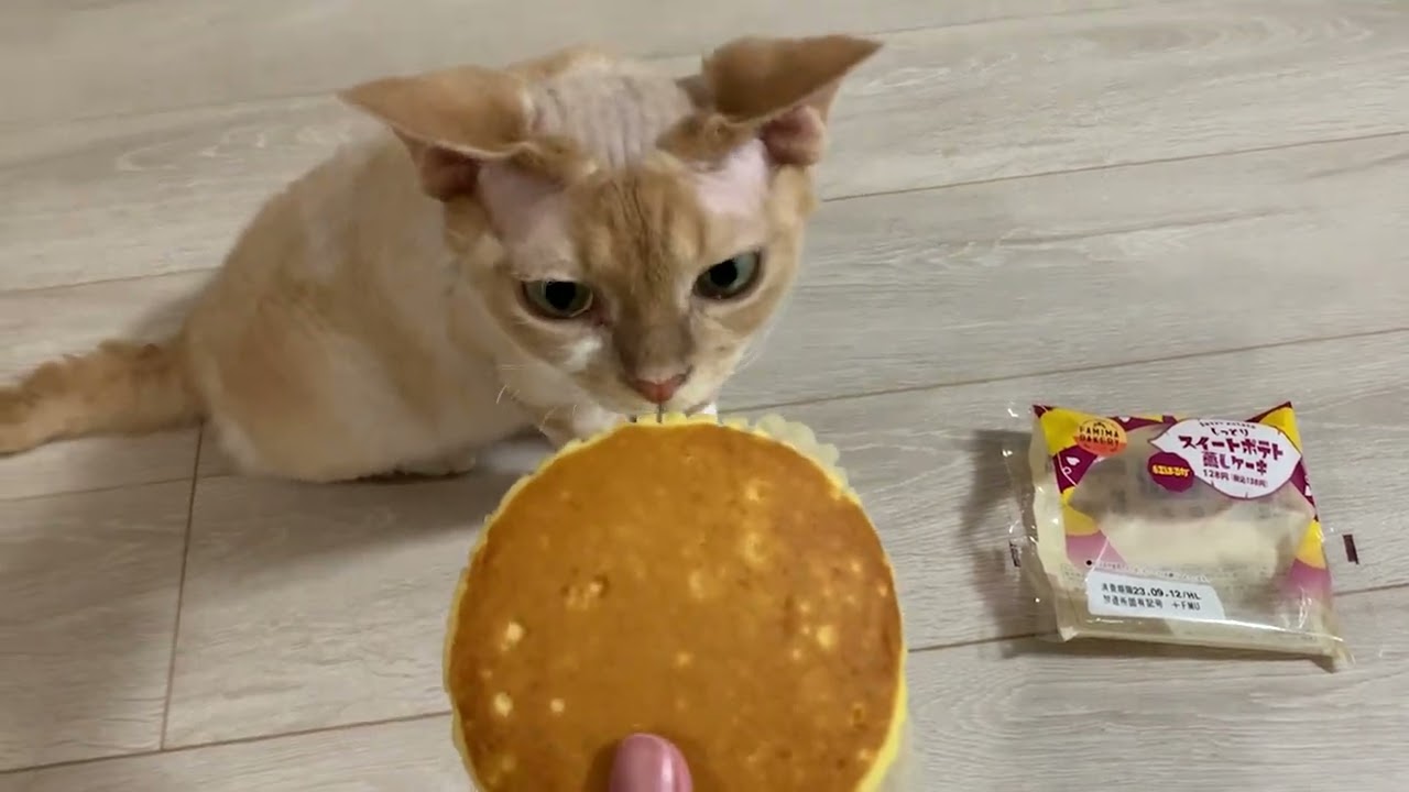 デボンレックス兄弟は甘いものに興味津々です(Devon Rex brothers want to eat sweet cake)