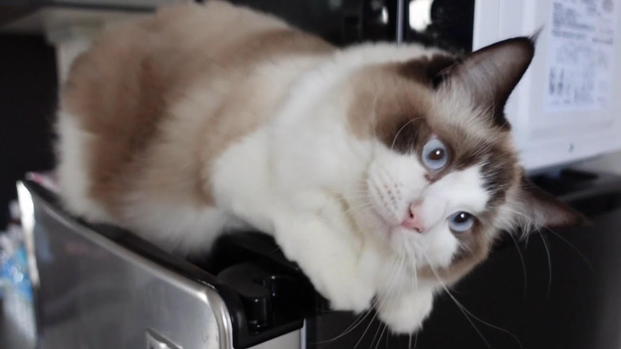 【ラグドール】冷蔵庫の上でおやつ待機中の猫