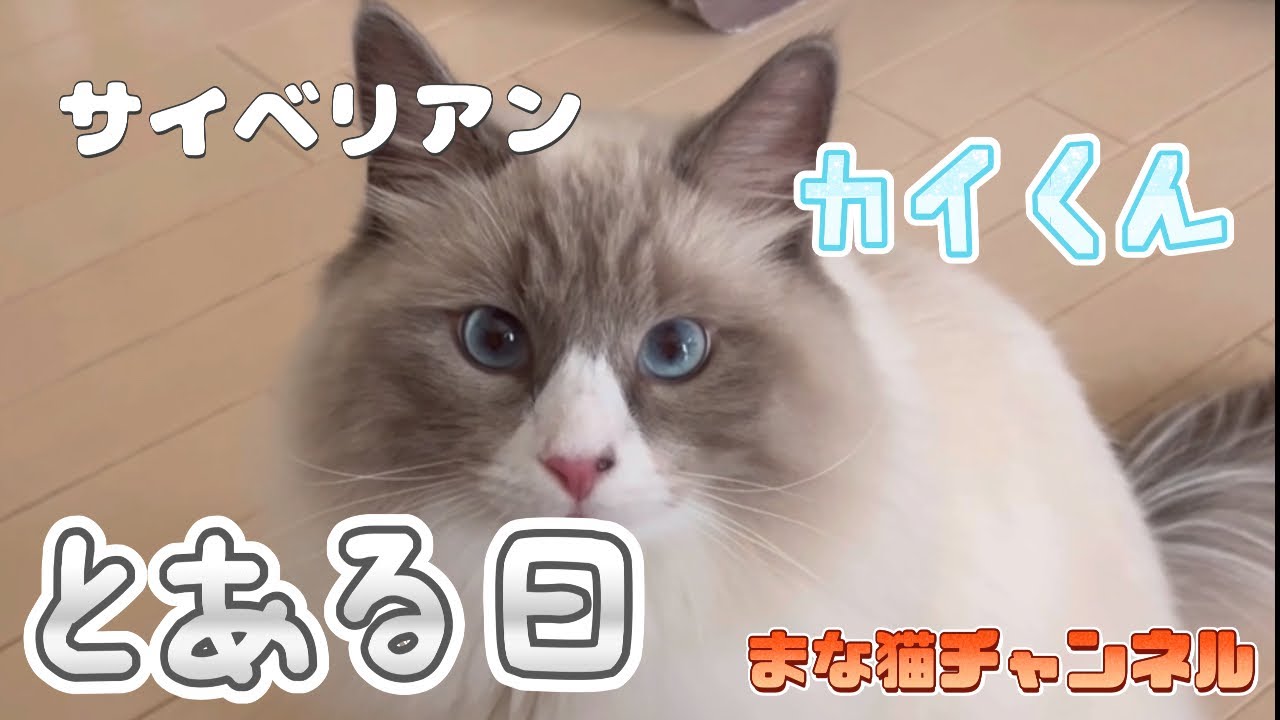 サイベリアンカイくんの「とある日」vol.4 #猫動画 #サイベリアン #ノルウェージャンフォレストキャット #cat #まな猫