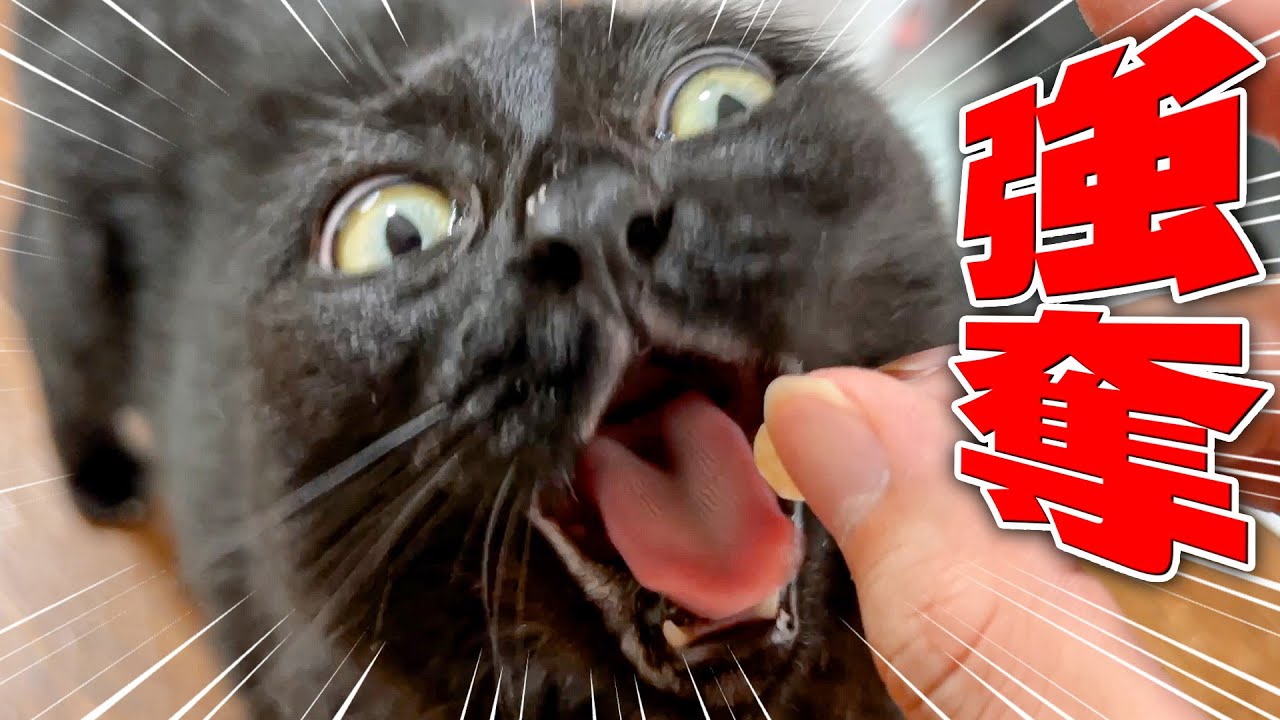 手術を控えた猫へのお見舞いのおやつを全て強奪されてしまいました…