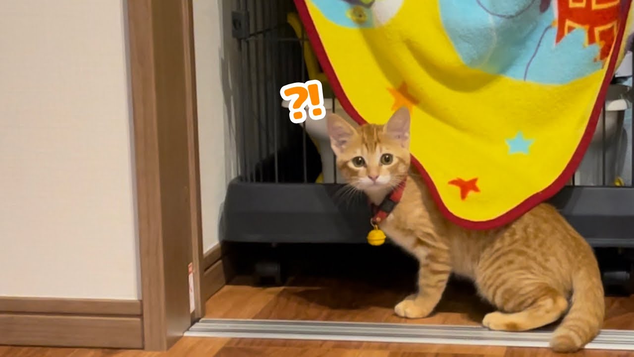 【保護猫】茶トラの子猫がこのあとある事を察しまさかの行動…
