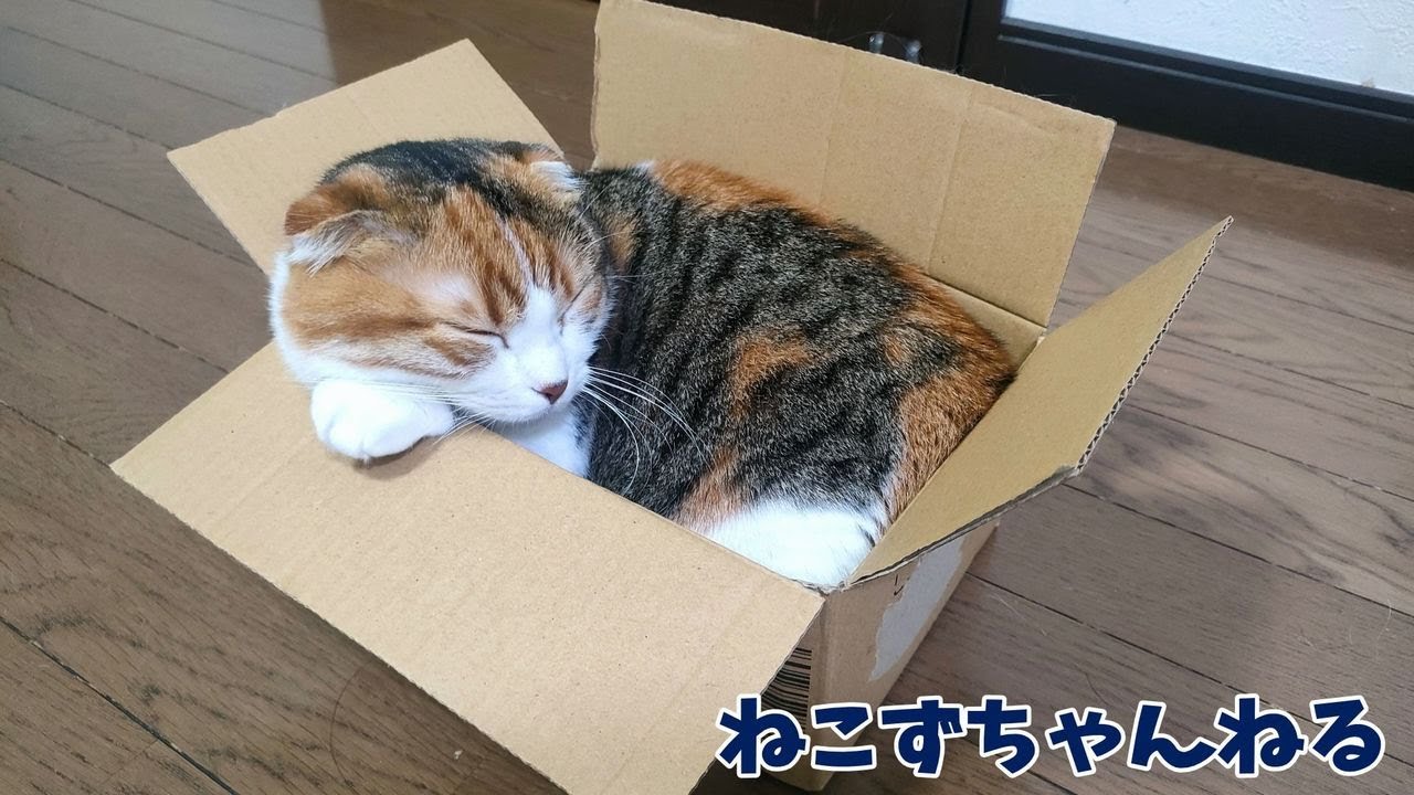 小さな箱がシンデレラフィットです　マンチカン「むぎ」　ねこずちゃんねる628 #猫 #ねこ #cat #短足 #マンチカン