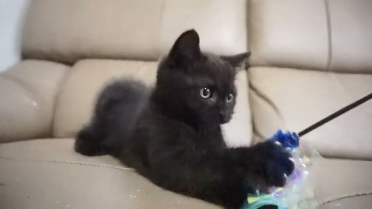 ブリティッシュショートヘアー子猫　British Shorthair　2023.6.24産まれ　ブラック　男の子　シーダキャット猫のお店