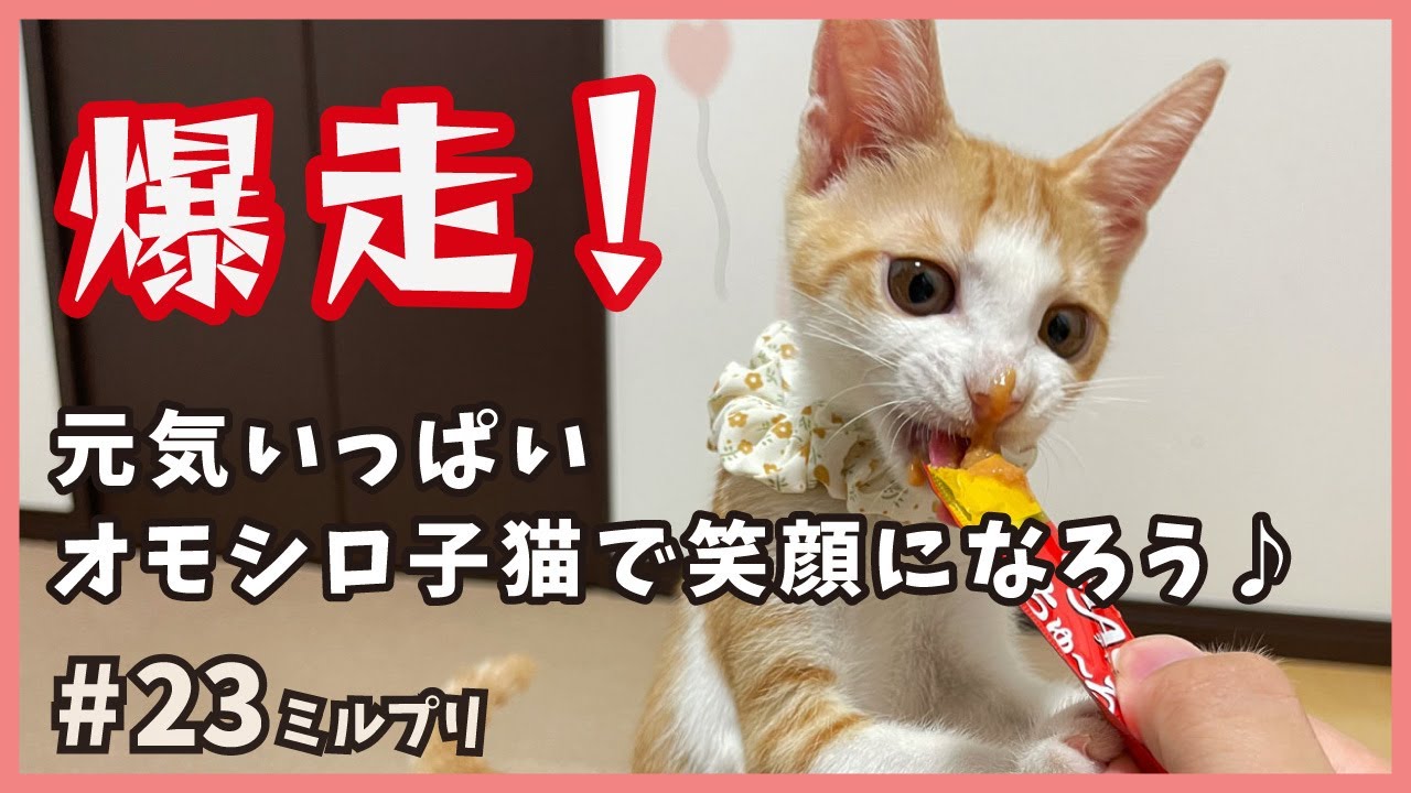 【保護猫】ドタバタ飛び跳ね、めちゃくちゃ爆走！可愛い子猫がハシャグ姿でこちらも笑顔に。【アイドル猫・ミルプリ22】/ cute kittens are idols