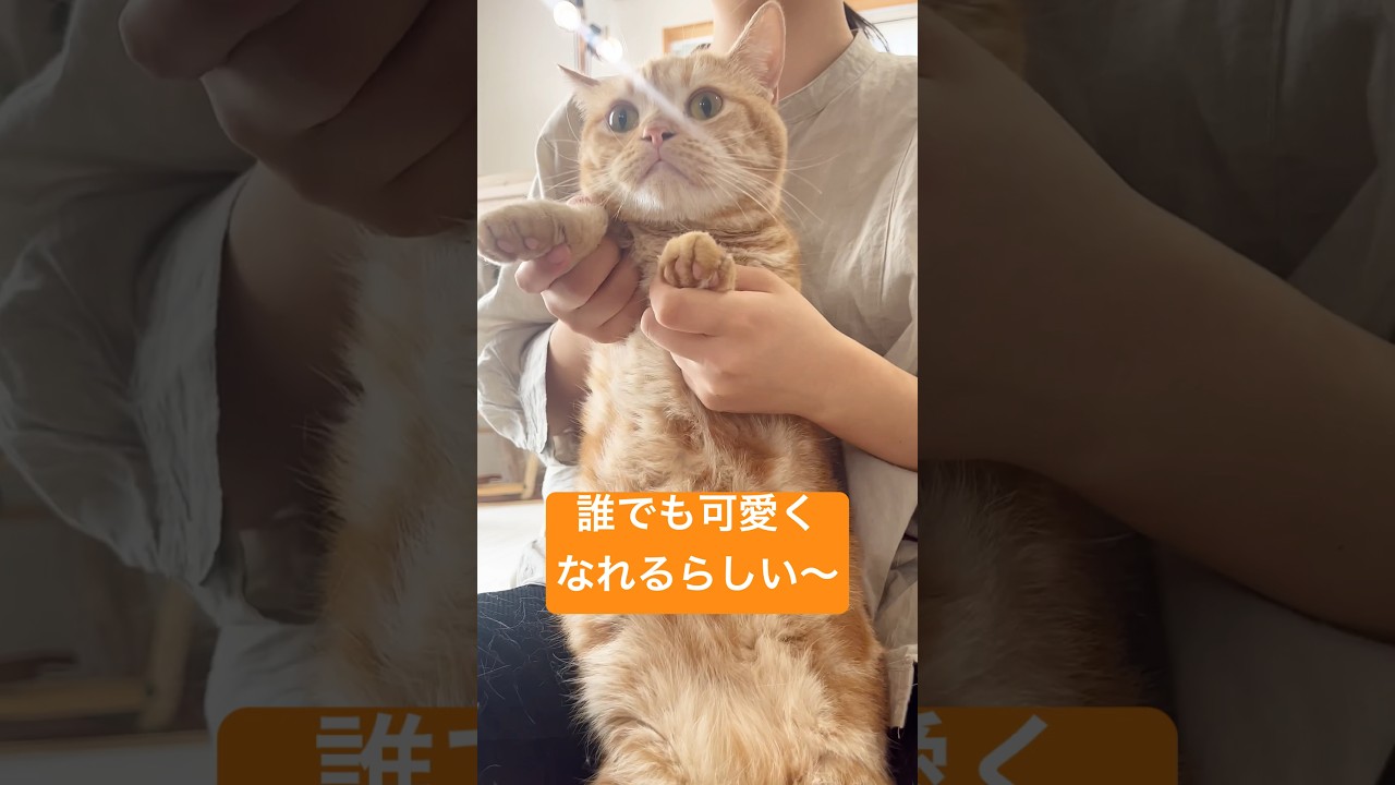 両手でほっぺを押さえると誰でもかわいくなれるらしい、かわぴー #猫 #マンチカン #shorts