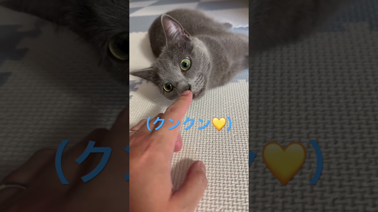 クンクン🧡する可愛すぎる猫（ロシアンブルー）#shorts