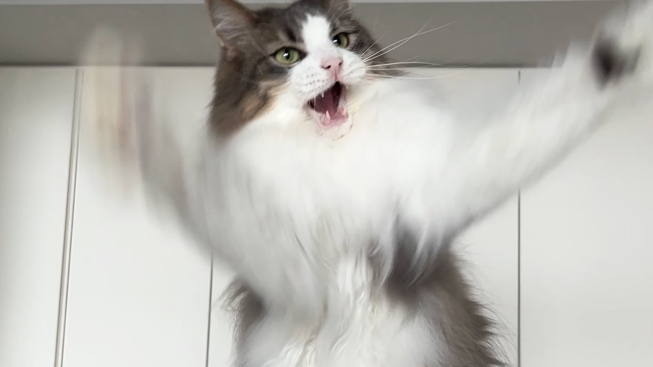猫じゃらしで猫をじゃらす動画です ノルウェージャンフォレストキャット