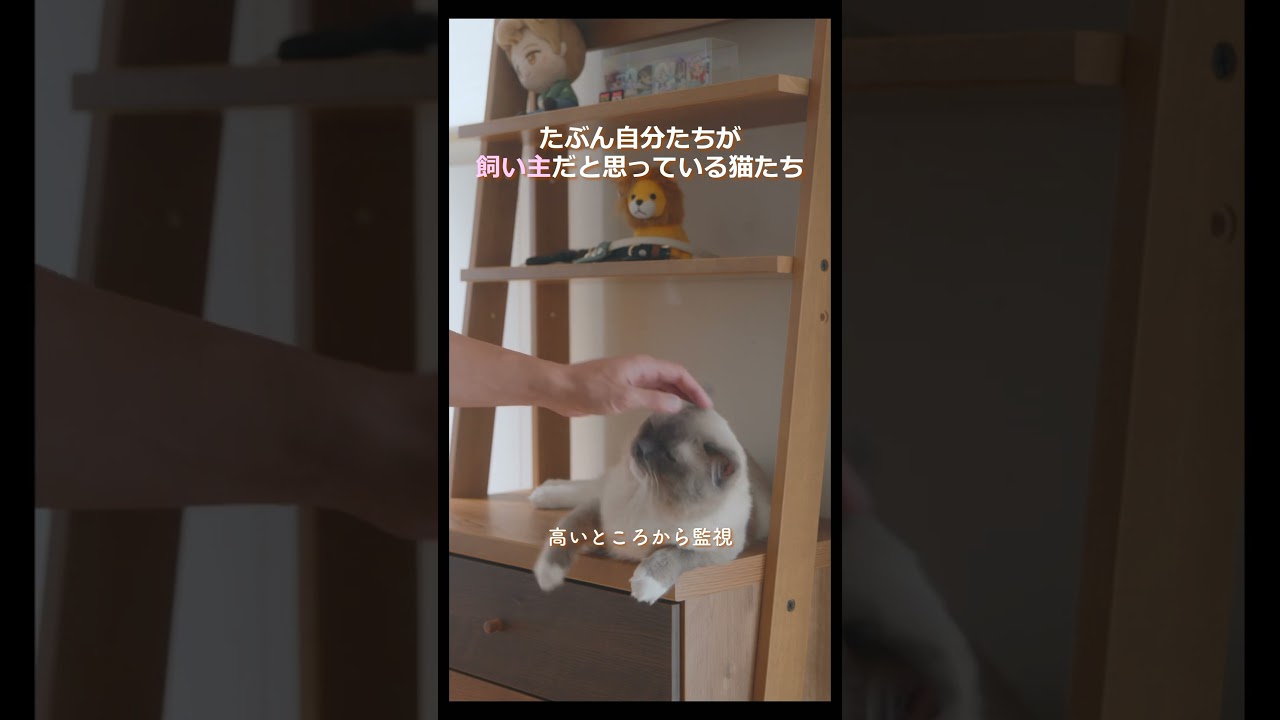 こういうところも可愛い笑 #猫 #ラグドール #ragdollcat