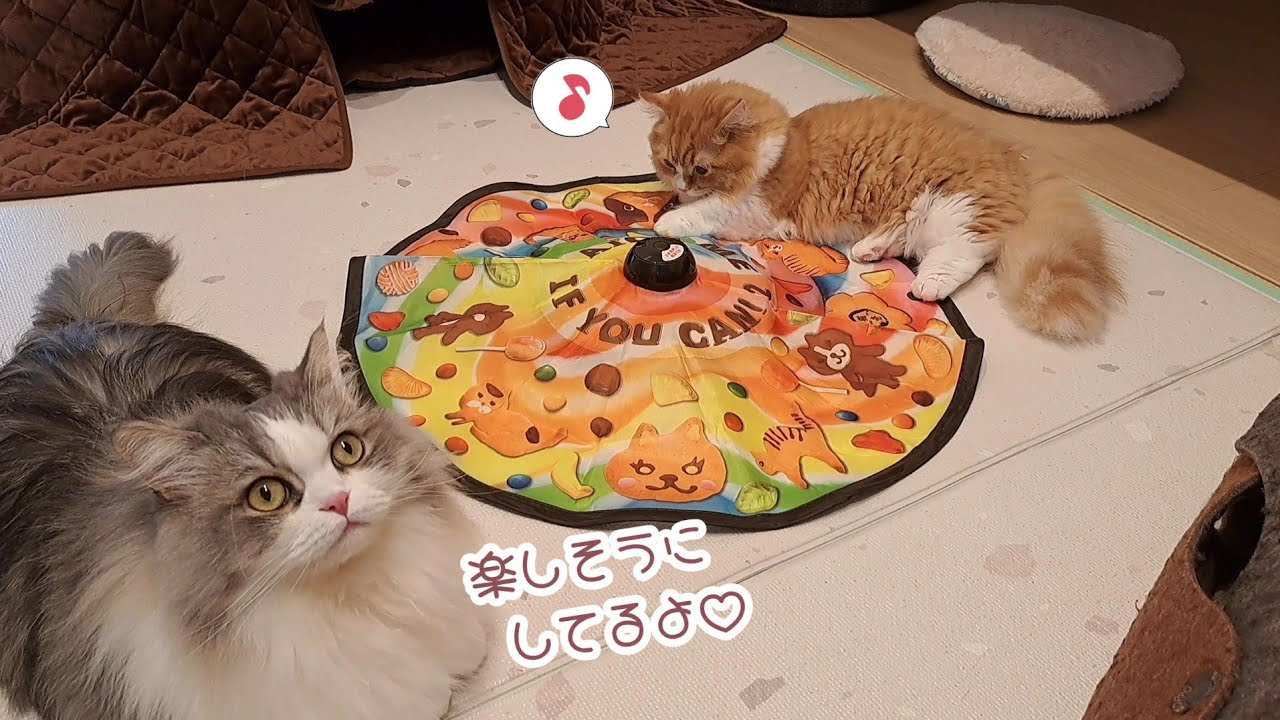 【マンチカン】電動おもちゃの楽しさを知って大興奮する子猫がかわいい