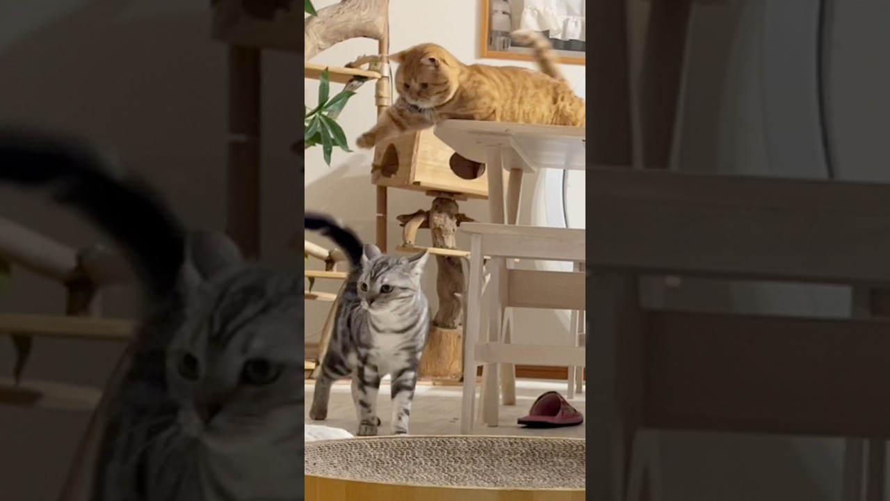 マンチカンのパンチは気づかれてすらいない #猫 #マンチカン #shorts