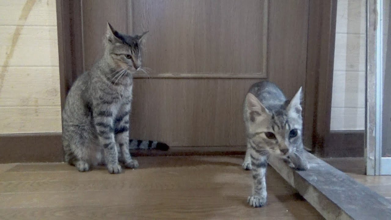先輩猫に高速パンチをお見舞いしようとしたら返り討ちに合う子猫