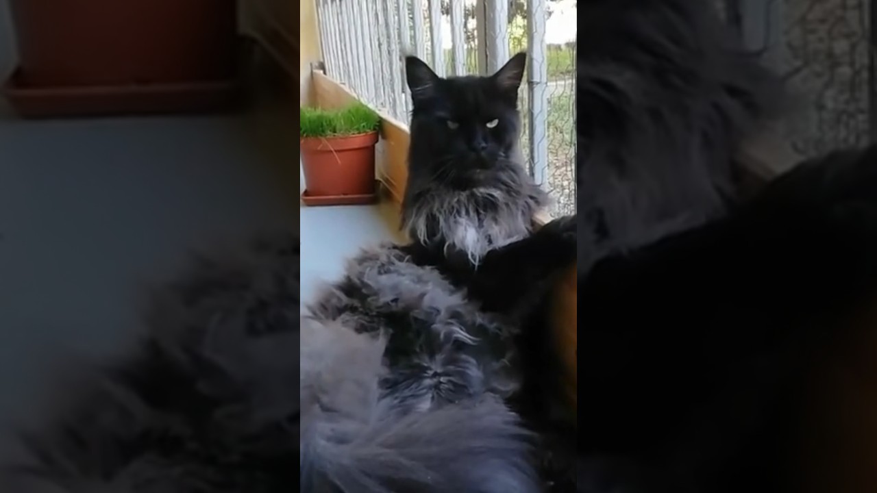 This cat is a dark king #mainecoon #cats #shorts