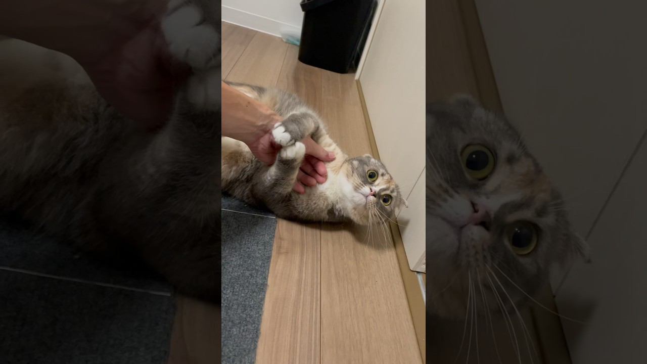 止めたと見せかけて蹴り続ける猫#shorts