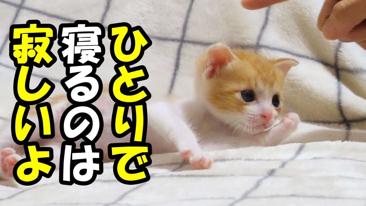 ひとりぼっちだと寂しくて寝れない子猫がふたりになるとすぐに寝てしまうのでした。【赤ちゃん猫　保護猫】