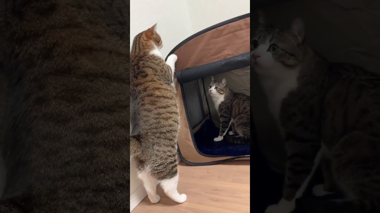 #Shorts 猫のお茶目な行動で思わぬ事故が起こりました。