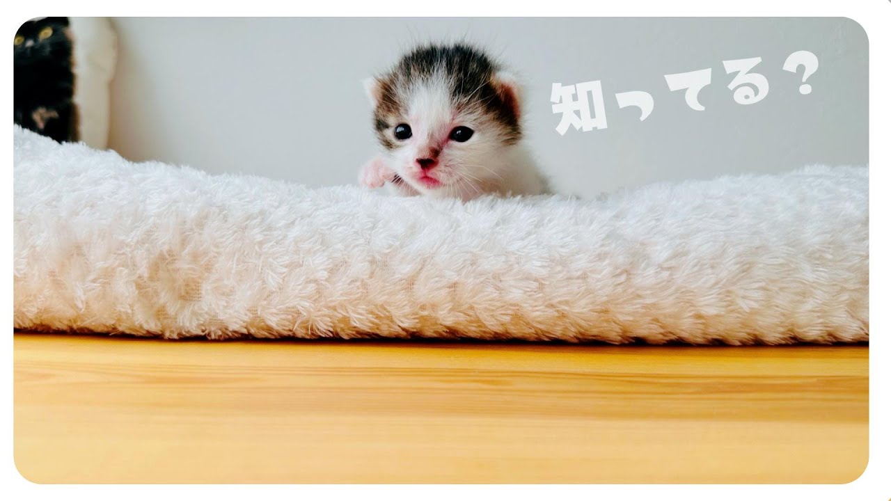 ミルボラの一日！子猫のミルクとかのお世話と生活や仕事など【保護猫の預かりボランティア】