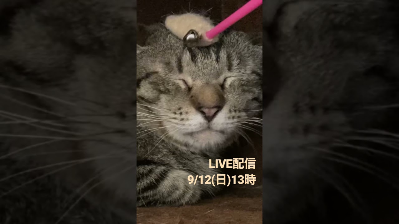 ピーポーパンの部屋〜なでなでパンくんとすりすりミヤちゃんを尻目に一人孤高のシャーを貫くピーポーくんがLIVEに登場！9/12(日)13時開始！#shorts