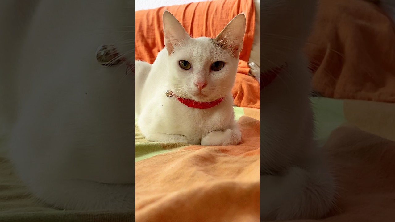 My relax time 😍❤️#catvideos #cutecat #shorts #viral #catshorts