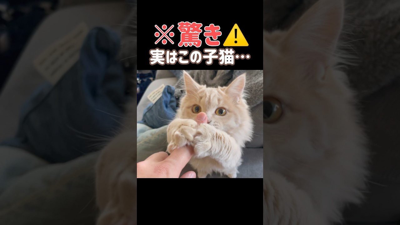 【驚き⚠️】実はこの子猫、4ヶ月で…
