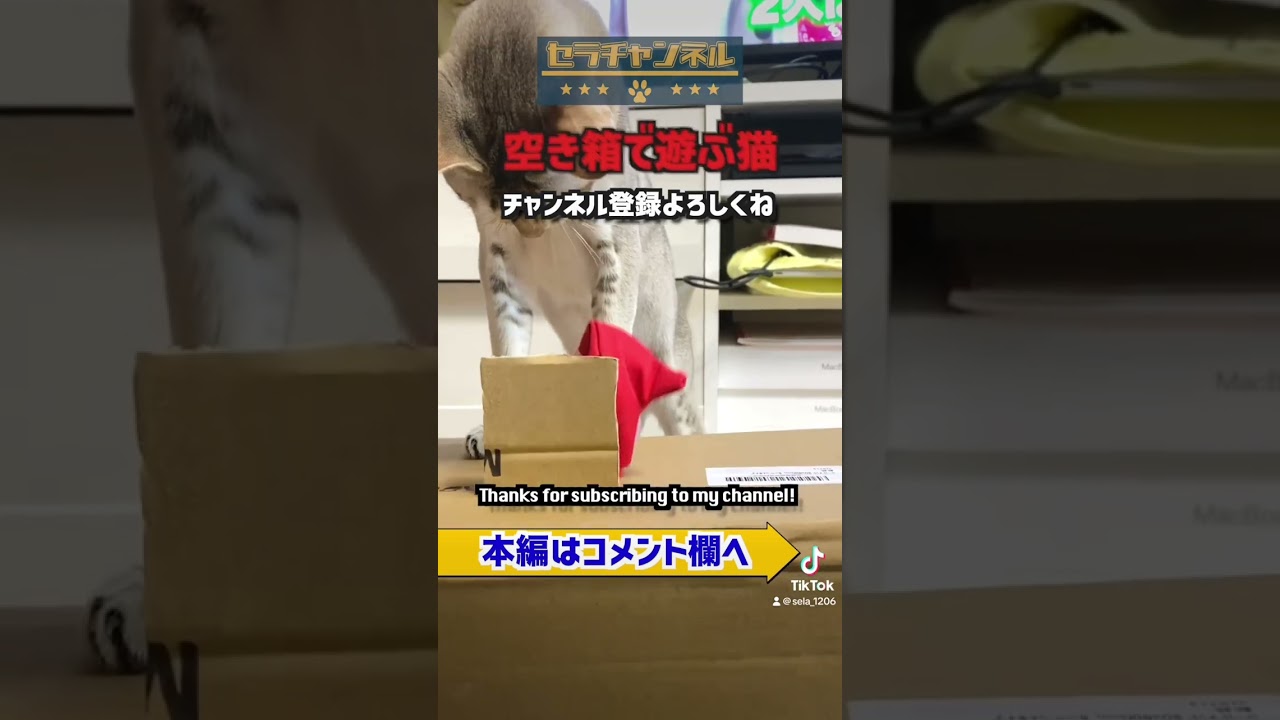 #kitten #子猫 #cat #pets #animals #猫 #singapura #シンガプーラ