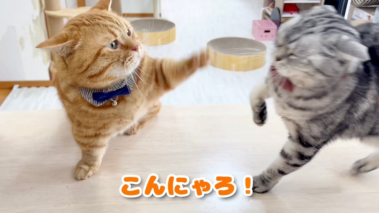 いろいろあってにぎやかなごはんタイム！ #猫 #マンチカン
