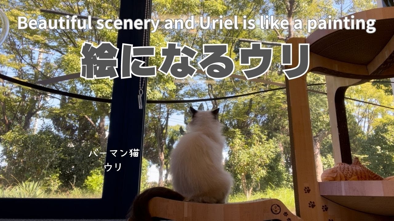 バーマン猫ウリ【絵になるウリ】Beautiful scenery and Uriel is like a painting（バーマン猫）Birman/Cat