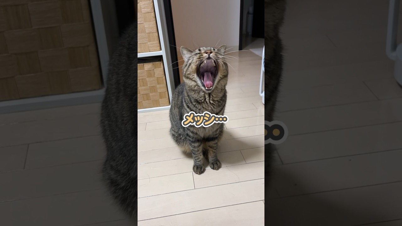 あくびをしながら、しゃべる猫