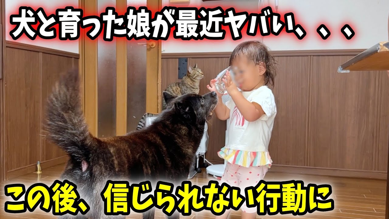 犬に憧れすぎた娘が、とんでもない行動に・・・【日本犬と子供】