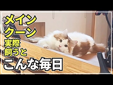 大きくて可愛い！犬みたいな大型猫メインクーンの日常を紹介します。
