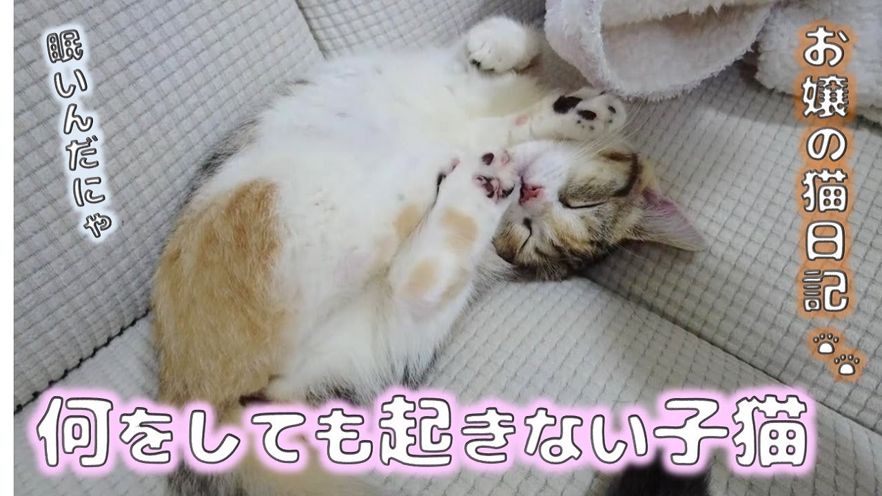 何をしても起きない子猫【お嬢の猫日記 / OJO- CAT DAILY】