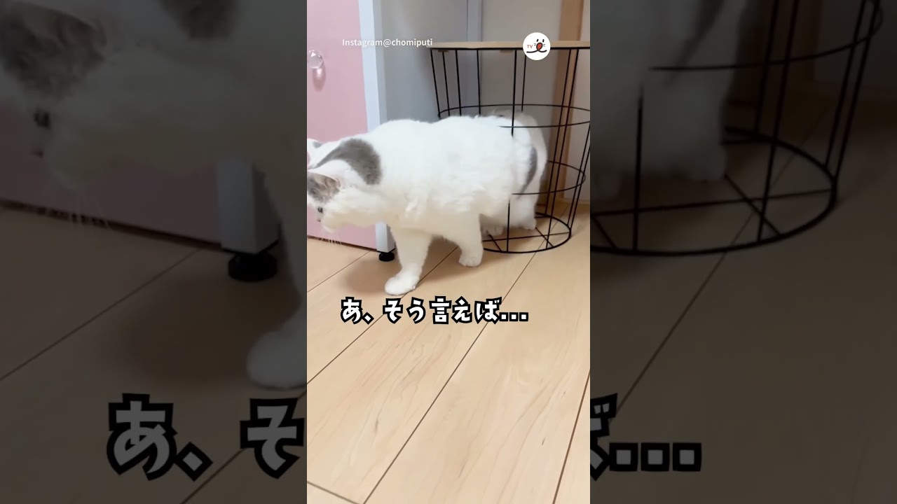 自分が液体だと思い出したニャンコ｜PECO #ブリティッシュショートヘア #猫は液体  #britishshorthair #猫 #猫動画 #猫のいる暮らし #cat #catlover