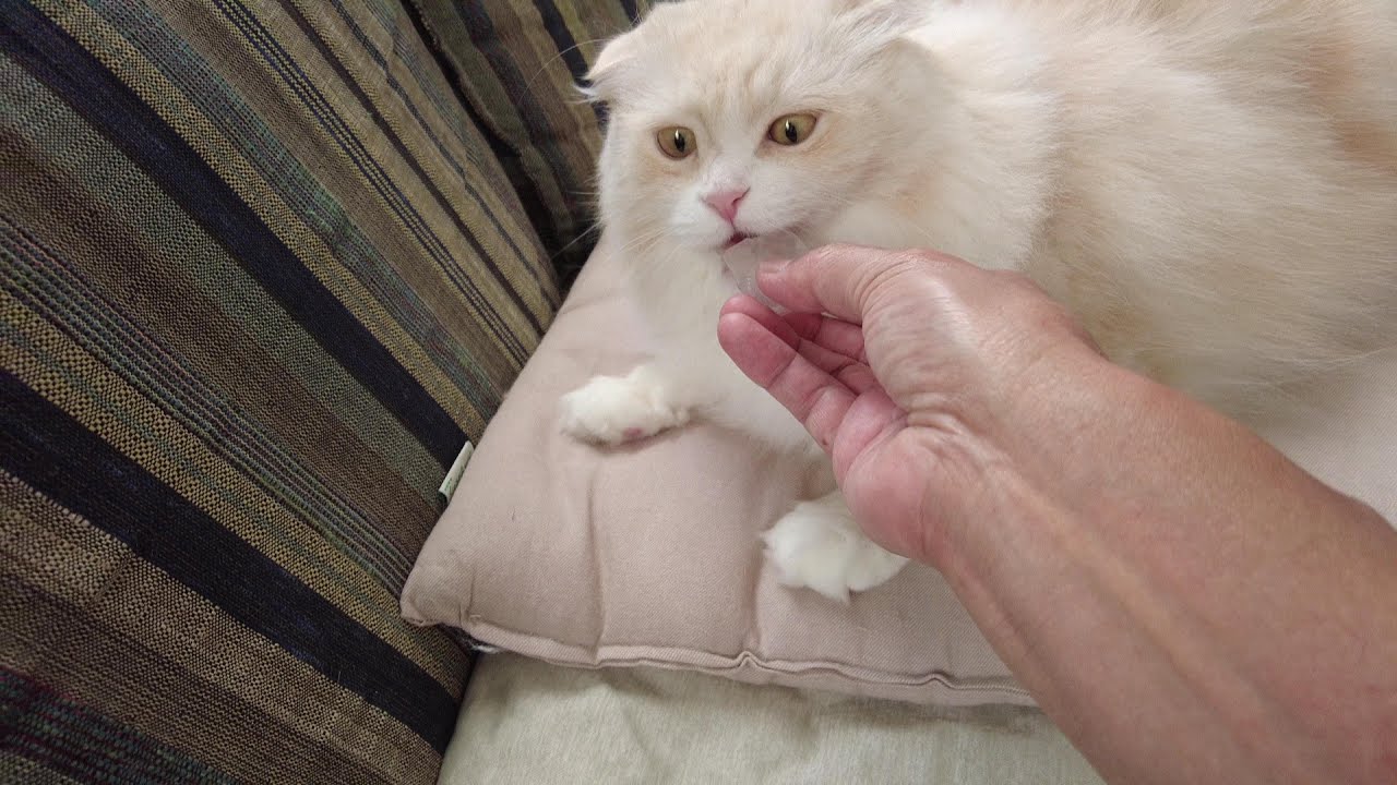 バーマンのひとちゃんやスコティッシュのロイくんに氷で涼んでもらいました。