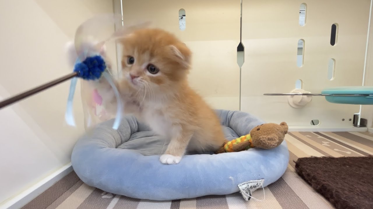 cat スコティッシュフォールド scottish fold