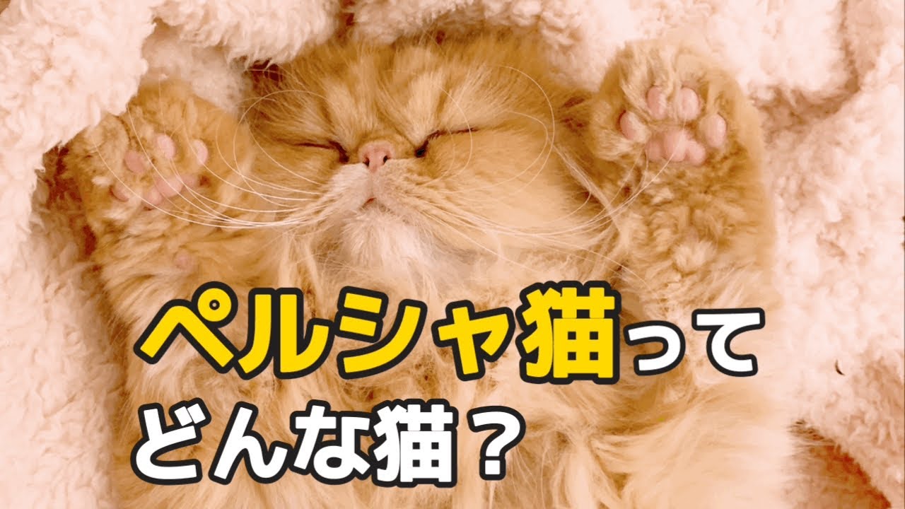 ペルシャ猫が気なってる方必見！性格や行動、魅力をご紹介します#子猫#もふもふ