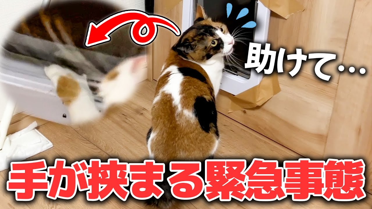 【緊急事態】猫の手がドアに挟まってしまって取れなくなってしまったので救助します。