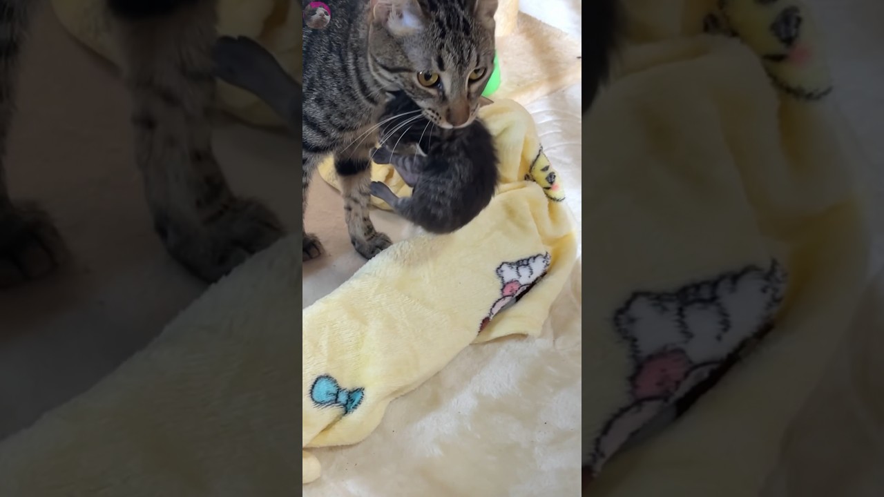 Mama Cat took Baby Kitten to an unexpected place #kitten #cats #shorts