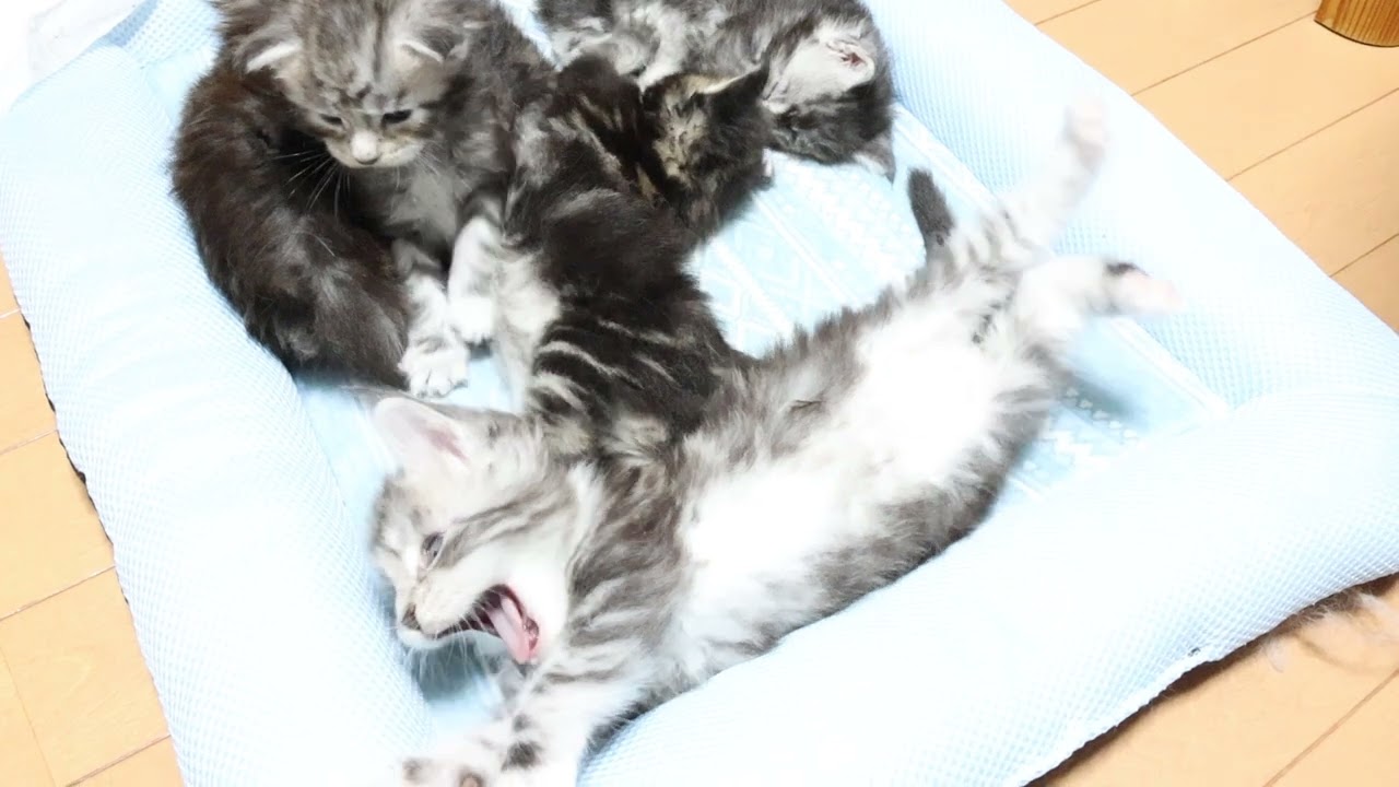 生後23日シルバーのメインクーン赤ちゃんジョン君