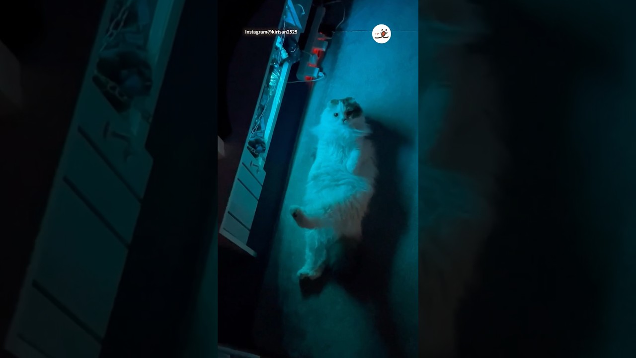 Hey！！｜PECO  #スコティッシュフォールド #猫 #猫動画 #猫のいる暮らし #cat #catlover #catvideos  #scottishfold