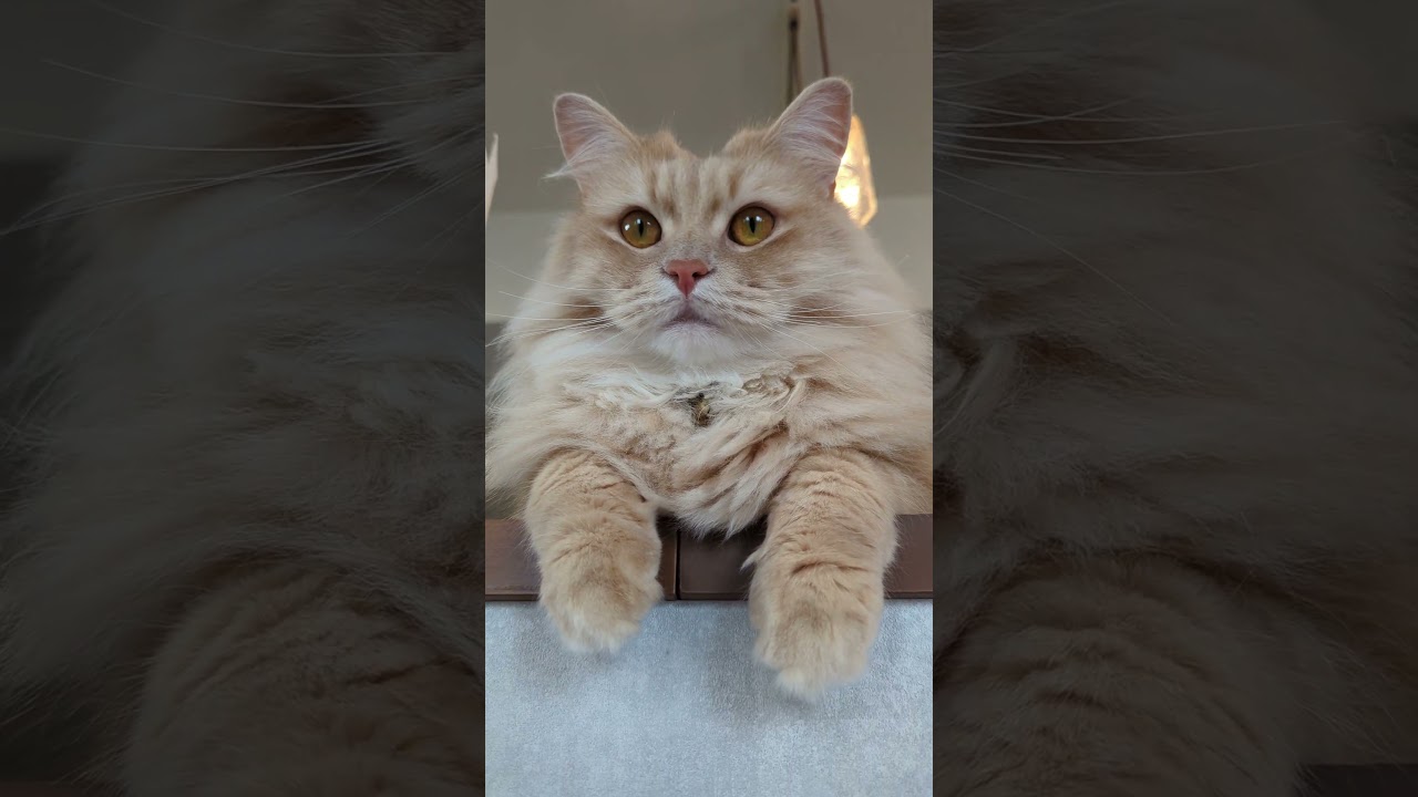 頭どうしたww #サイベリアン #子猫 #cat #siberian