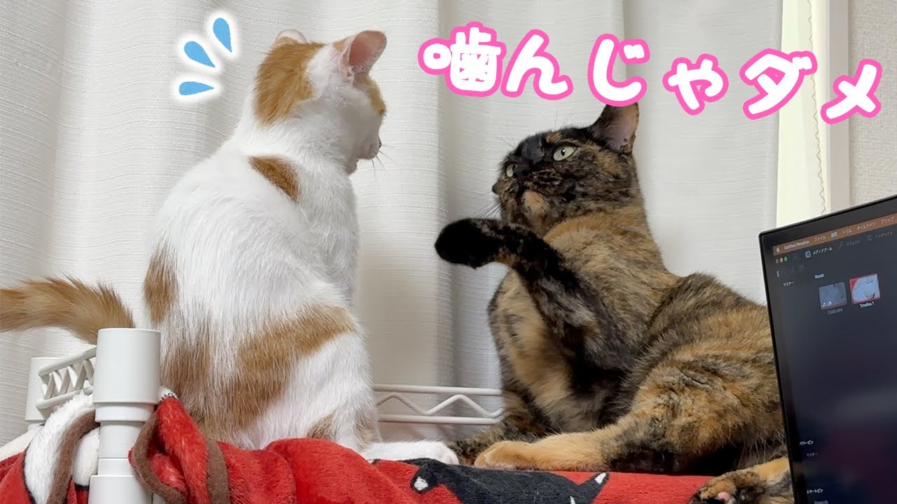 先住猫が子猫にしつけをしていました…！