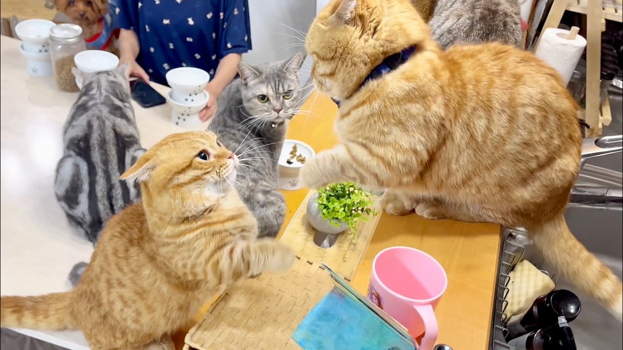 茶々パパとぽちゃくんが喧嘩！その時、即座にあの子が駆けつけた！ #猫 #マンチカン