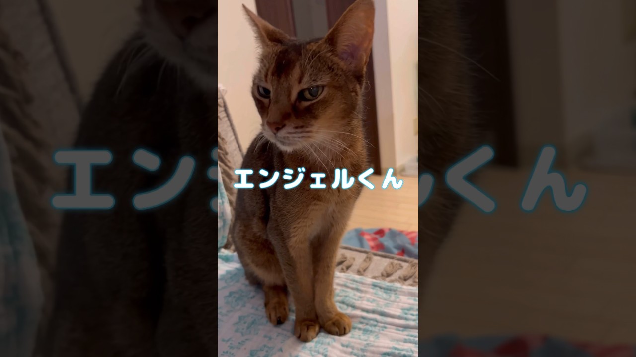 19歳4ヶ月のまな猫エンジェルくん #shorts #猫動画 #アビシニアン #cat #まな猫
