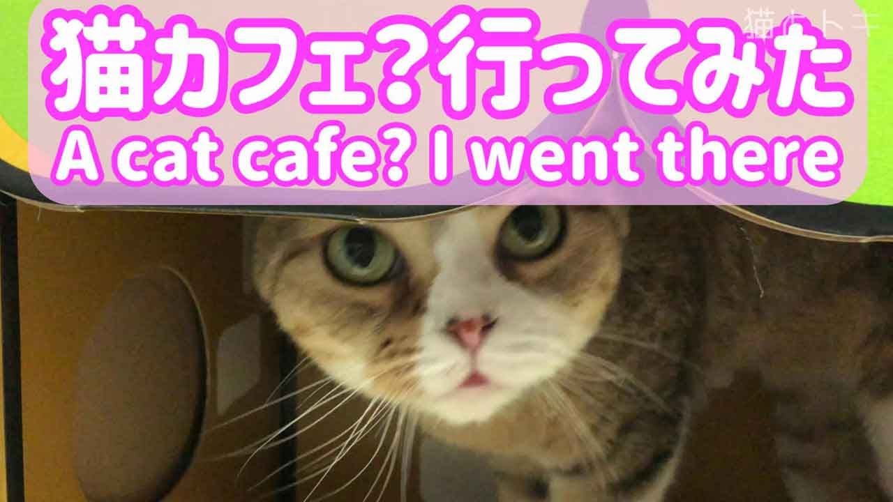 猫カフェ開店スコティッシュフォールド Cat cafe opens Scottish Fold