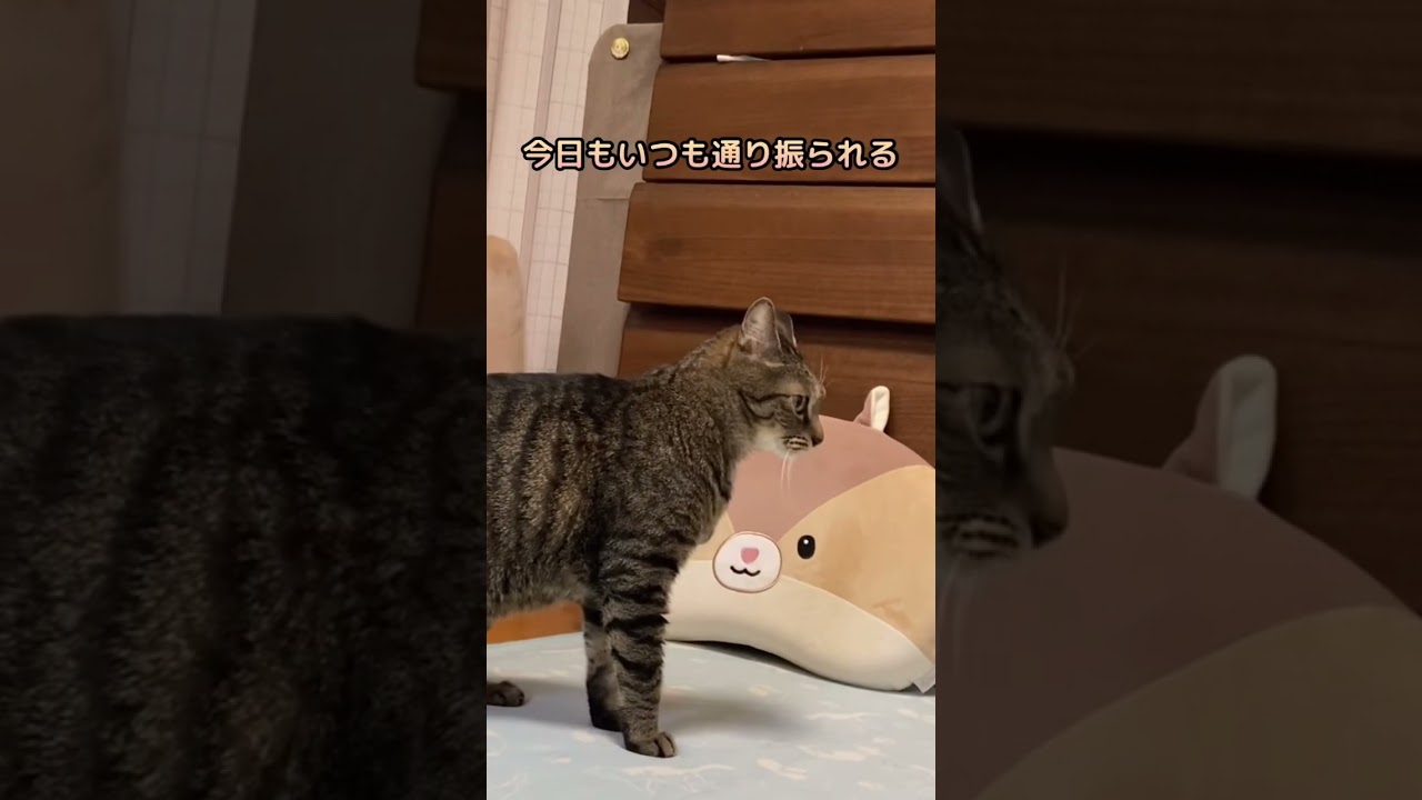 はい駄目ー！#shorts #猫 #キジトラ #ソマリ