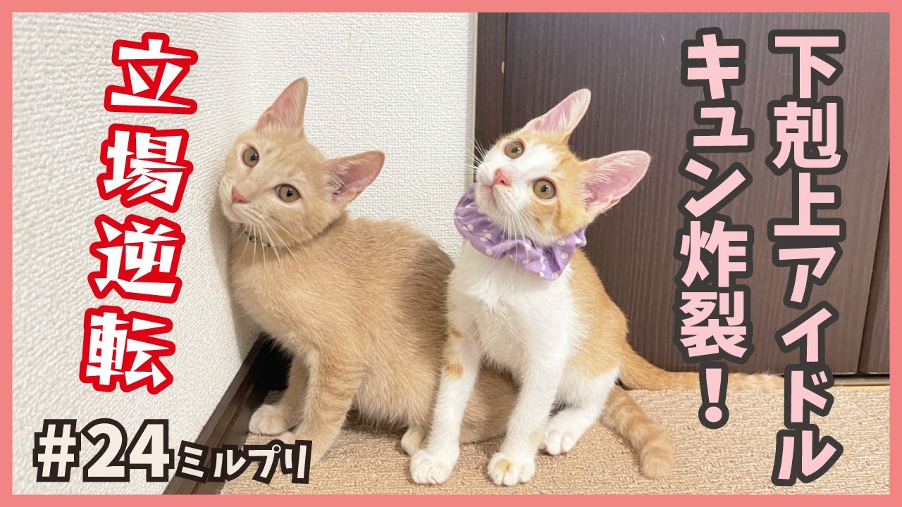 【保護猫】大はしゃぎ子猫は下剋上アイドル⁉可愛いが可愛いに挑む久々ニャンプロにご注目！【アイドル猫・ミルプリ24】/ cute kittens are idols